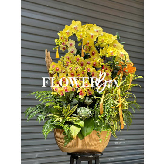 HD044 - Chậu HD tiểu cảnh