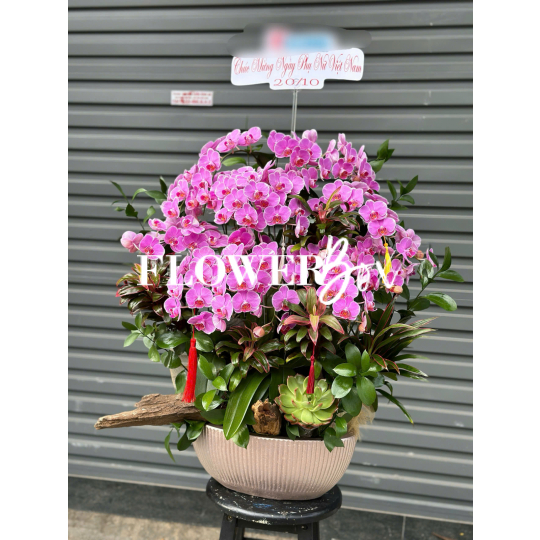HD045 - Chậu hồ điệp Tiểu Cảnh 
