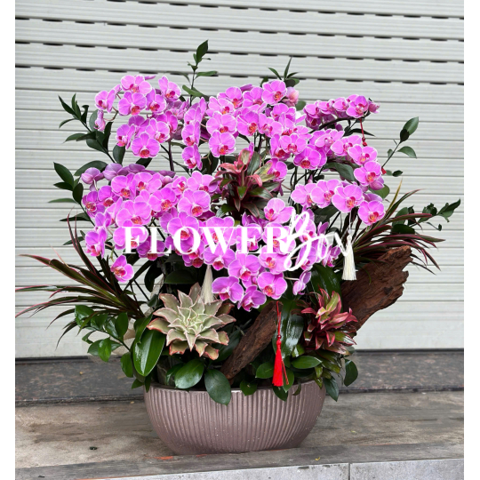 HD045 - Chậu hồ điệp Tiểu Cảnh 
