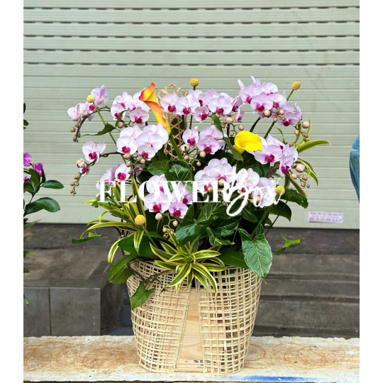 HD047 - Chậu hồ điệp Tiểu Cảnh