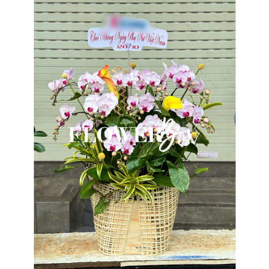 HDN029-CHẬU LAN HD NHÍ 14 CÀNH