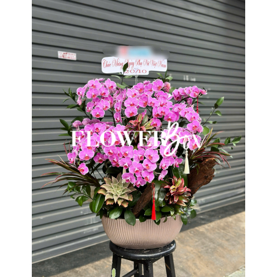 HDN026-CHẬU LAN HD NHÍ 13 CÀNH