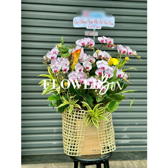 HD047 - Chậu hồ điệp Tiểu Cảnh