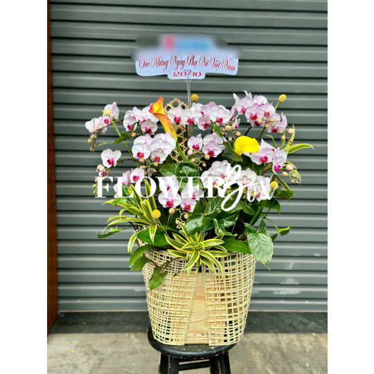 HD047 - Chậu hồ điệp Tiểu Cảnh