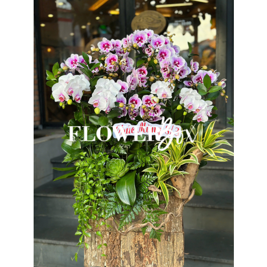 HDN037-CHẬU LAN HD NHÍ 15 CÀNH